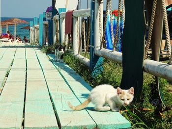 View of cat in front of building