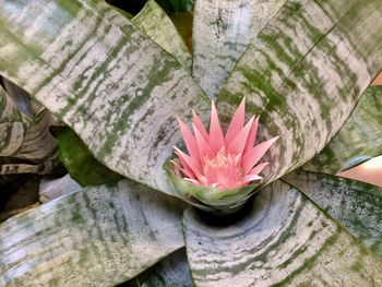 High angle view of pink flowering plant