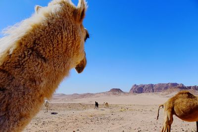 Camel in wadi rum desert, jordam