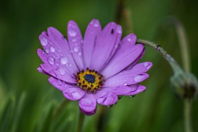 Macro shot of water drops on pink flower