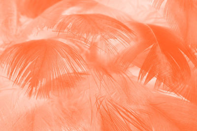 Beautiful lush lava orange-white colors trend feather texture background, trends color