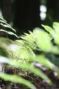 Close-up of wet plant