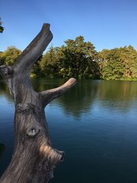 Close-up of tree trunk by lake against blue sky