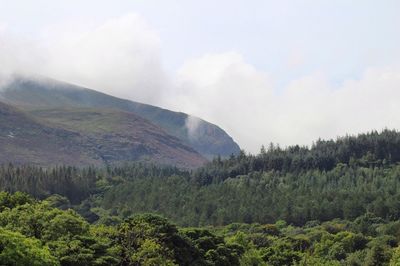 Scenic view of forest against sky