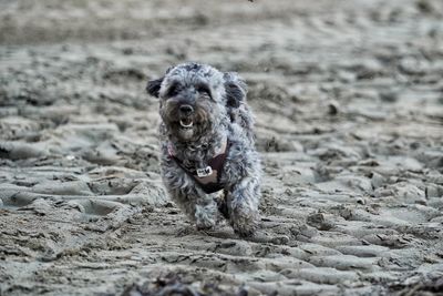 Close-up of dog