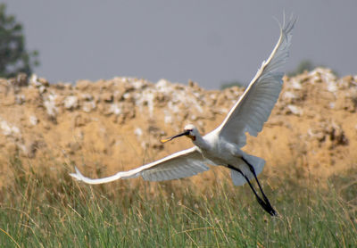 View of a bird flying