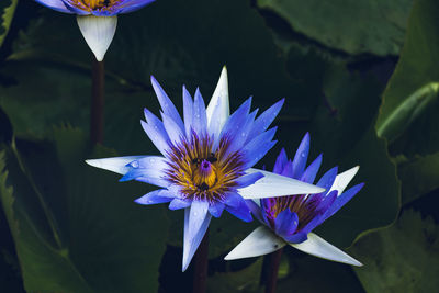 Close-up of purple water lily in pond