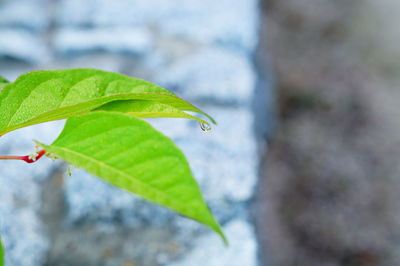 Close-up of green leaf on plant