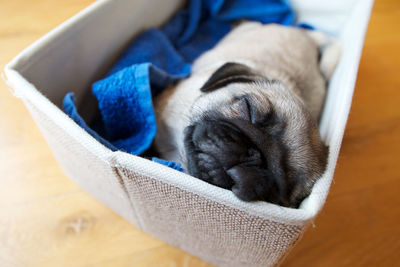 High angle view of pug puppy sleeping in pet bed at home