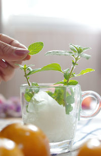 Close-up of hand was picking the mint leaf