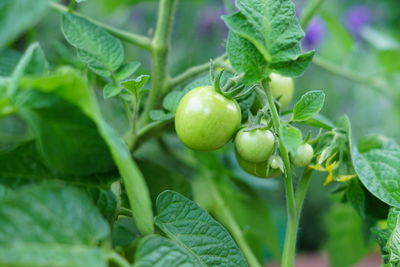 Close-up of fresh green tomato plant in hothouse 