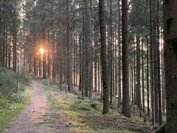 Trees growing in forest