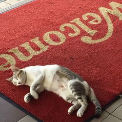 Cat sleeping on tiled floor