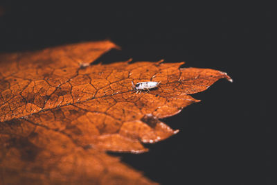 leaf