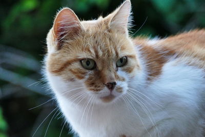 Close-up portrait of cat