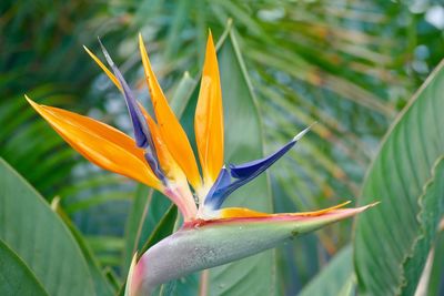 Close-up of flower blooming outdoors