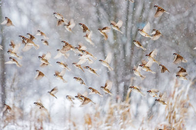 Flock of birds flying during winter