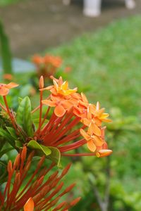 Close-up of orange flowering plant