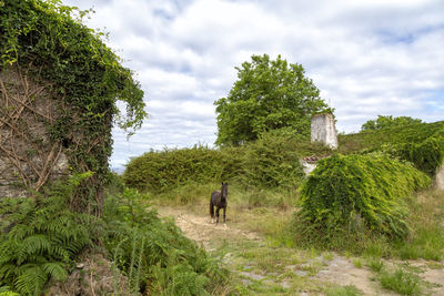 Rear view of horse walking on landscape against sky
