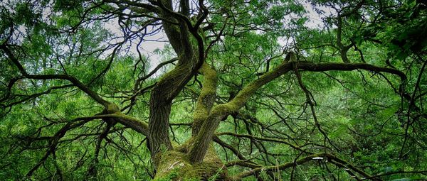 Trees growing in a forest