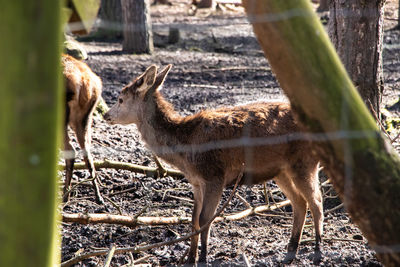 Deer standing in a field