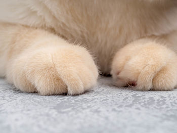 Paws of a domestic cat on a gray background, space for text.