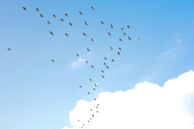 Low angle view of birds flying in sky