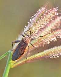 Close-up of insect on leaf