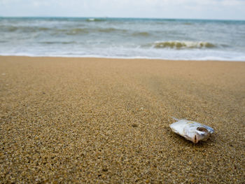 View of animal on beach