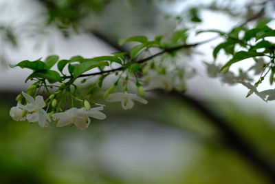 Close-up of white flowering plant