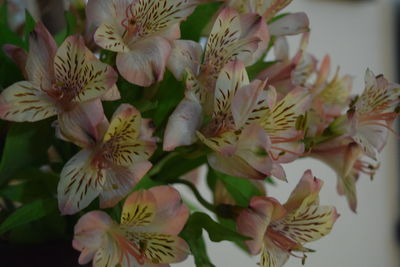 Close-up of flowers