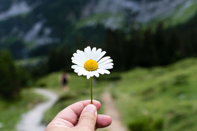 Cropped image of hand holding white daisy