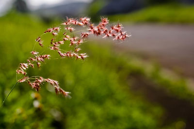 Close-up of flowers against blurred background