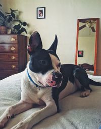 Dog relaxing on bed at home