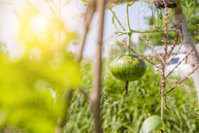 Close-up of fruit growing on tree