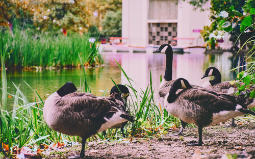 Ducks on grass