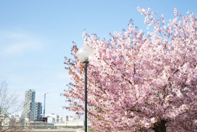 Low angle view of cherry blossom against sky