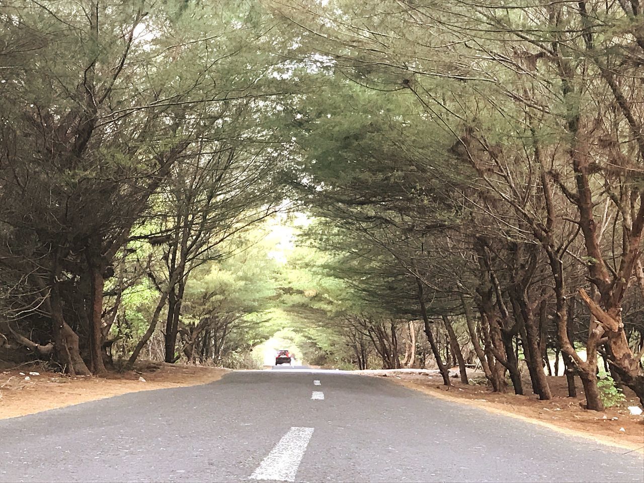 REAR VIEW OF ROAD AMIDST TREES