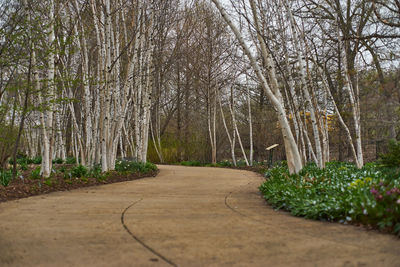 Empty road in forest