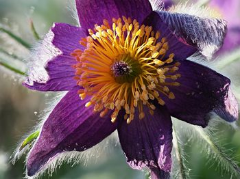 Close-up of purple flowering plant