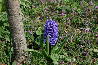 Close-up of purple flowering plants on field