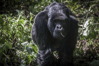 Monkey looking away in a forest