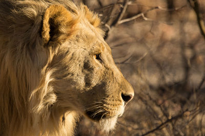 Close-up of a lion in the sunrise namibia