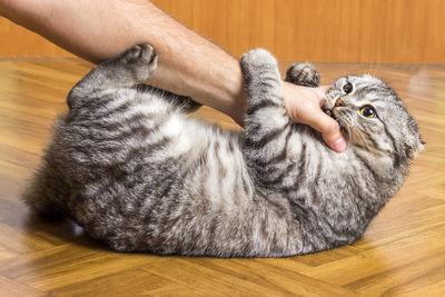 Close-up of hand holding cat on wooden floor