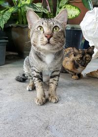 Portrait of cat sitting outdoors