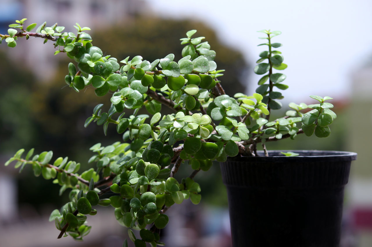 CLOSE-UP OF POTTED PLANTS