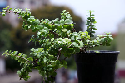 Close-up of potted plant