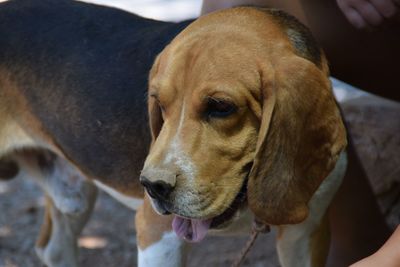 Close-up of dog looking at camera