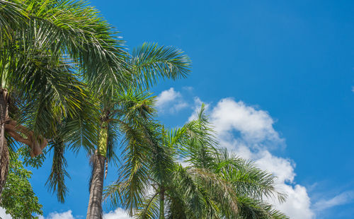 Low angle view of palm trees against blue sky