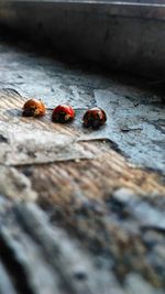 Close-up of ladybug on leaf